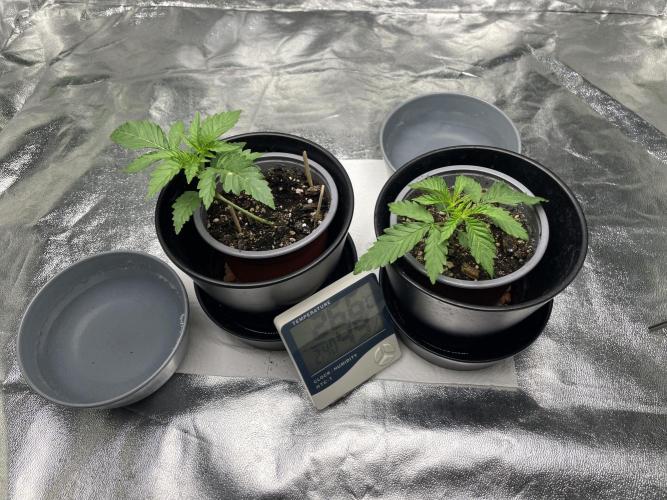 Velvet Moon, Green House. Week 2 - D.016_