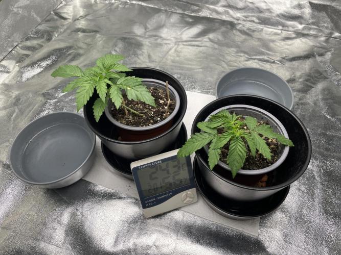 Velvet Moon, Green House. Week 2 - D.017_