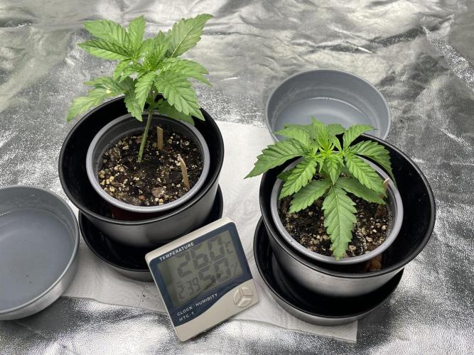 Velvet Moon, Green House. Week 2 - D.018_