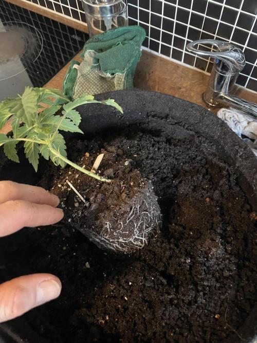 Velvet Moon, Green House. Week 2 - D.019_10L POT SET