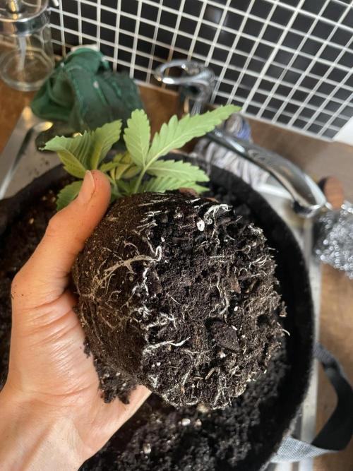 Velvet Moon, Green House. Week 2 - D.019_10L POT SET