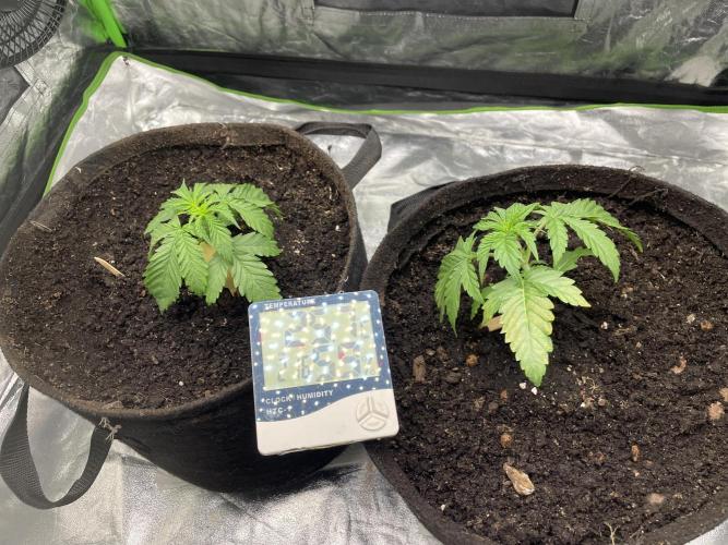 Velvet Moon, Green House. Week 2 - D.019_