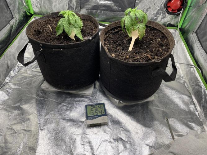 Velvet Moon, Green House. Week 2 - D.020_