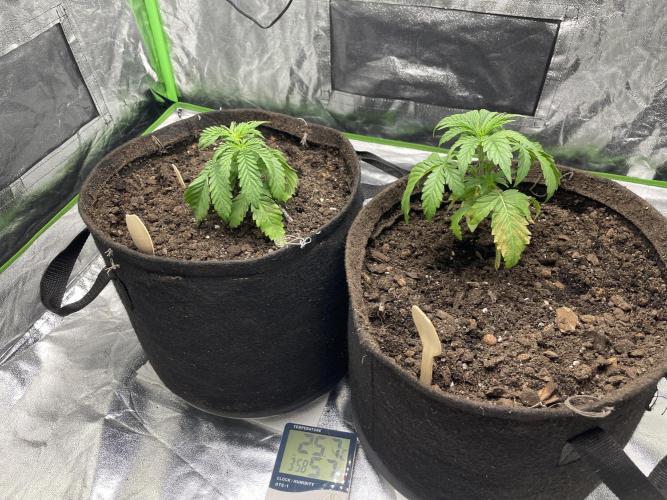 Velvet Moon, Green House. Week 2 - D.021_