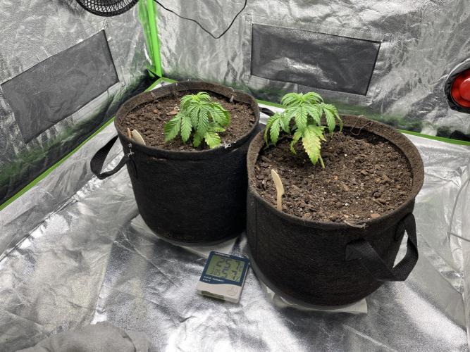 Velvet Moon, Green House. Week 3 - D.022_PH 6.2 SET