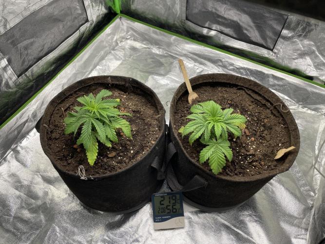 Velvet Moon, Green House. Week 3 - D.023_