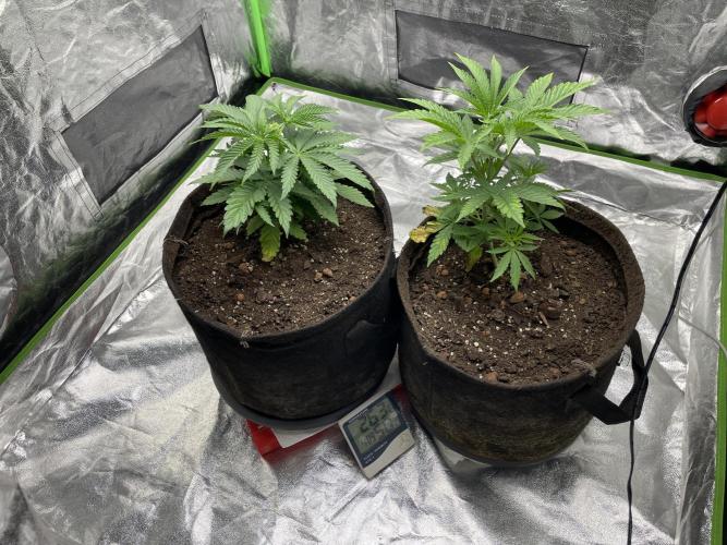 VELVET MOON, Green House. Week 3 - D.028_NUTRITION START 