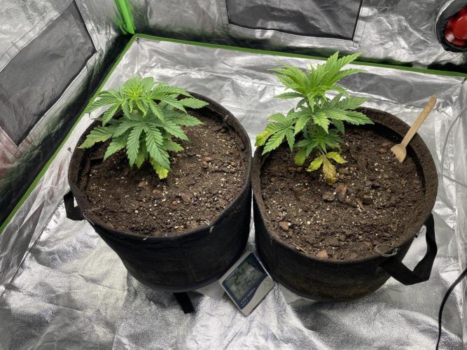 VELVET MOON, Green House. Week 3 - D.026_SET SMALL MOONS POT ( WEST SIDE ) HIGHER