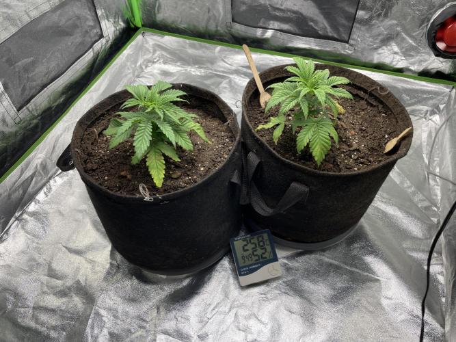 VELVET MOON, Green House. Week 3 - D.025_WATERING