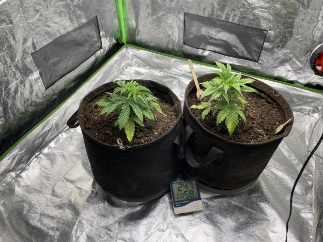 VELVET MOON, Green House. Week 3 - D.024