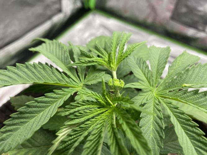 VELVET MOON, Green House. Week 3 - D.027_FIMMED SMALL MOON