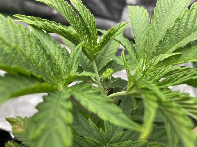 VELVET MOON, Green House. Week 3 - D.027_FIMMED BIG MOON