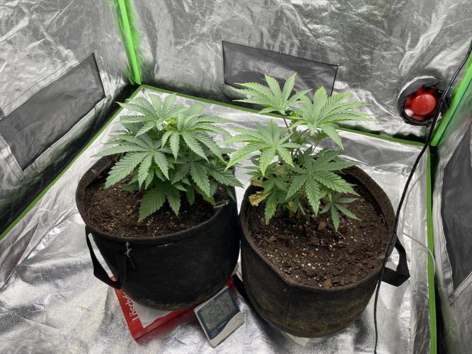 VELVET MOON, Green House. Week 4 - D.030_