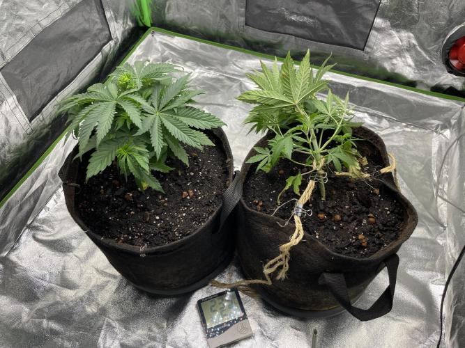 VELVET MOON, Green House. Week 4 - D.031_Supper Cropping BIG Moon