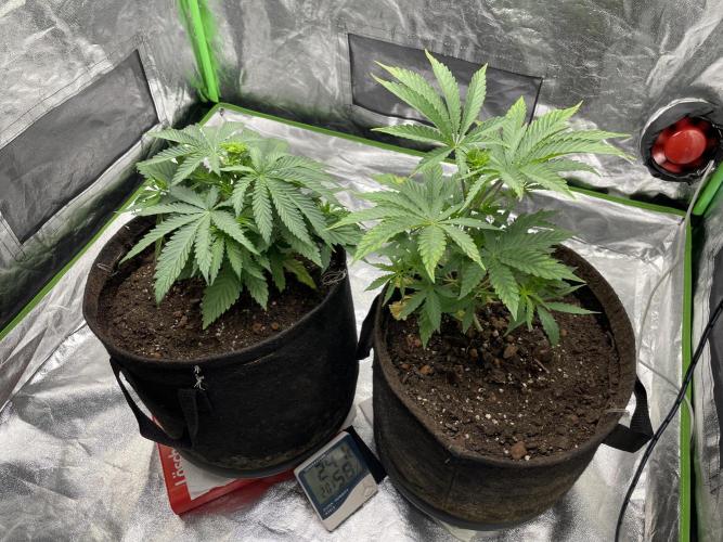 VELVET MOON, Green House. Week 4 - D_031