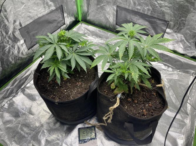 VELVET MOON, Green House. Week 4 - D.032_