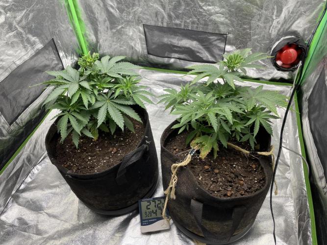 VELVET MOON, Green House. Week 4 - D.033_