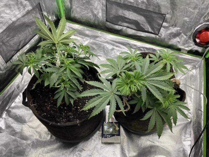 VELVET MOON, Green House. Week 4 - D.034_