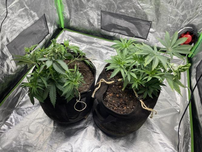 VELVET MOON, Green House. Week 4 - D.035_