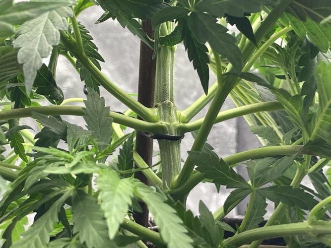 VELVET MOON, Green House. Week 4 - D.035_FIXED / BROKEN STEAM by LIL MOON