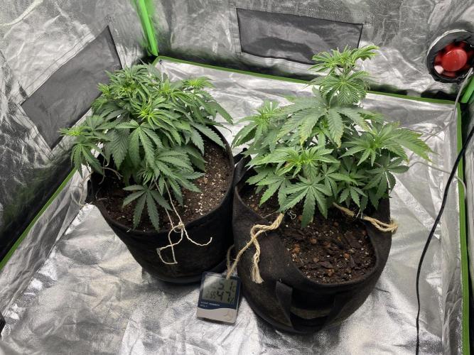 VELVET MOON, Green House. Week 5 - D.036_