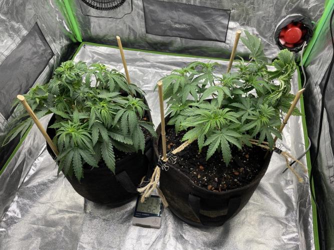 VELVET MOON, Green House. Week 5 - D.037_