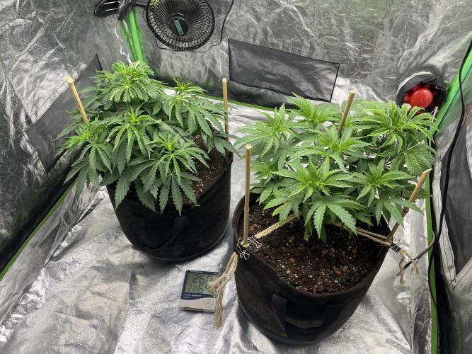 VELVET MOON, Green House. Week 5 - D.038