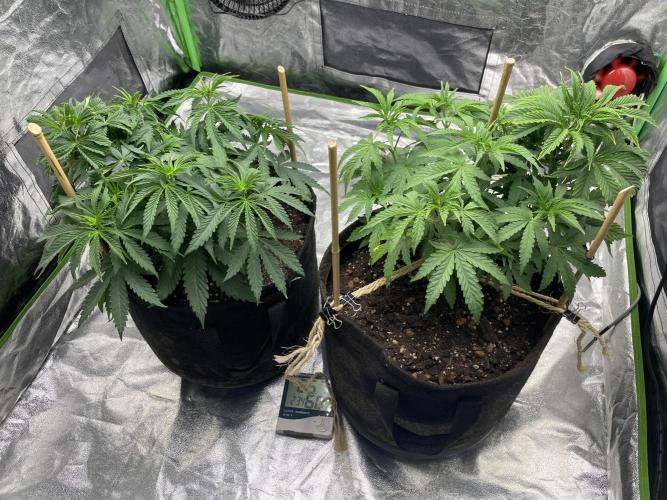 VELVET MOON, Green House. Week 5 - D.039