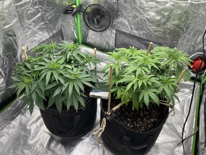 VELVET MOON, Green House. Week 5 - D.040_