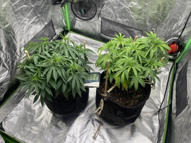 VELVET MOON, Green House. Week 5 - D.042