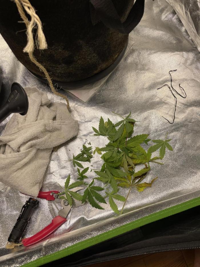 VELVET MOON, Green House. Week 6 - D.043_DEFOLIATION, LIL MOON 