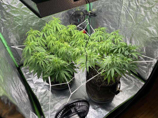 VELVET MOON, Green House. Week 9 - D.064__FIRST FLOWERING DAY 12 / 12
︎ SCROG ADJUSTMENTS 
︎ WATERING EVVERY 2. DAY