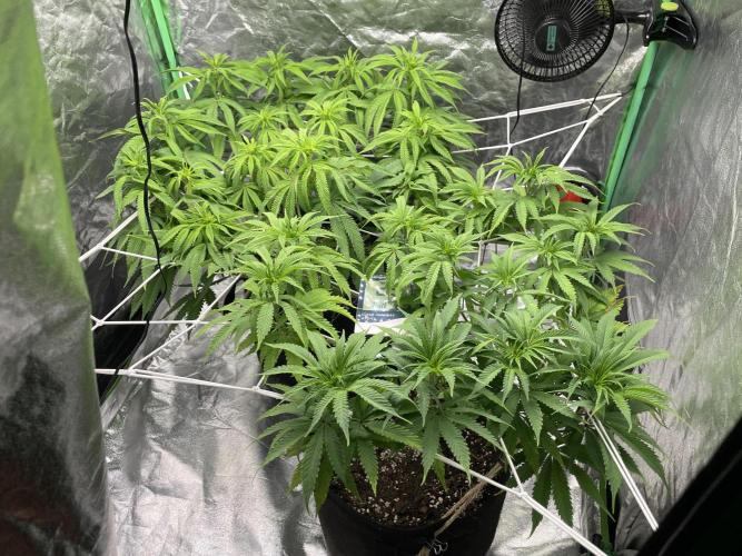 VELVET MOON, Green House. Week 9 - D.065