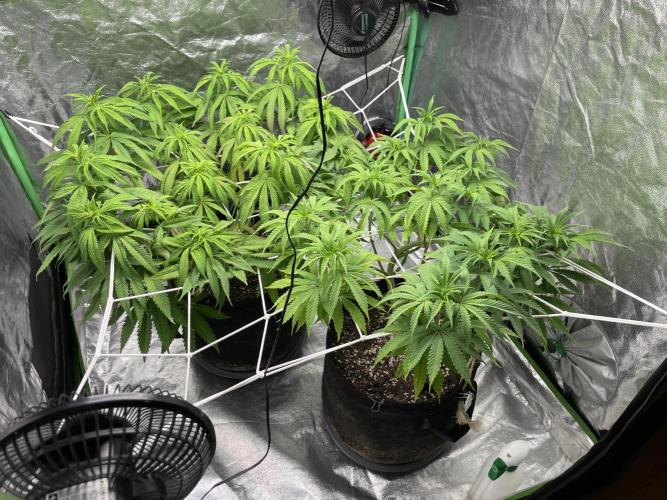 VELVET MOON, Green House. Week 9 - D.066