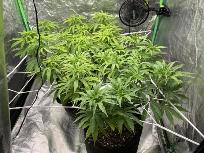 VELVET MOON, Green House. Week 9 - D.067