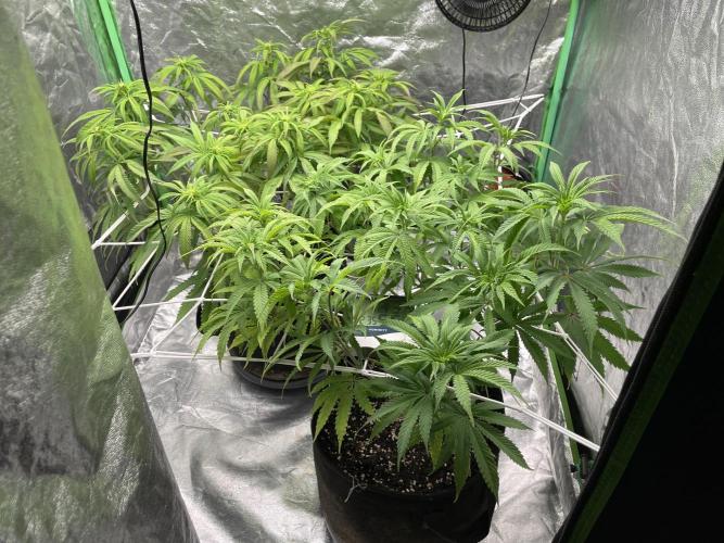 VELVET MOON, Green House. Week 9 - D.068