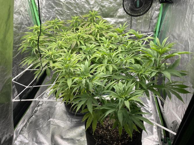 VELVET MOON, Green House. Week 9 - D.069