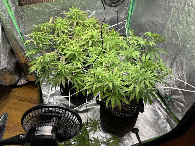 VELVET MOON, Green House. Week 10 - D.071