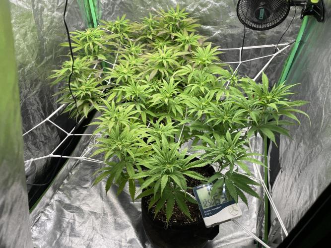 VELVET MOON, Green House. Week 10 - D.072