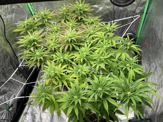 VELVET MOON, Green House. Week 10 - D.073