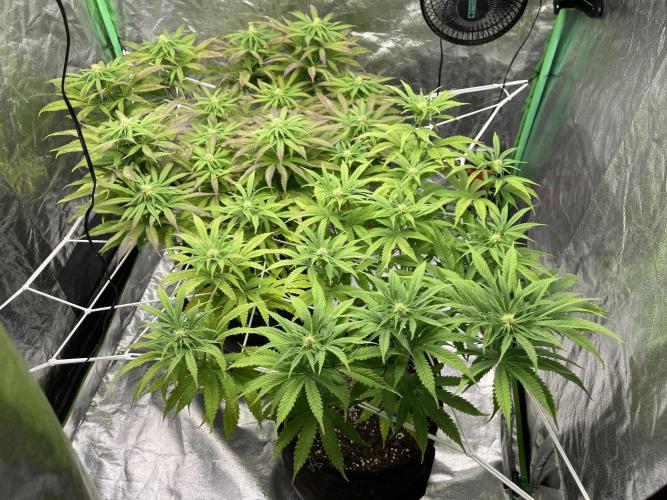 VELVET MOON, Green House. Week 10 - D.074