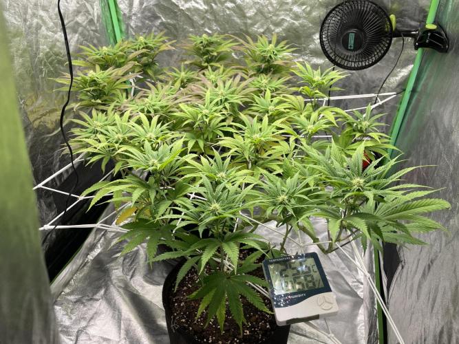 VELVET MOON, Green House. Week 10 - D.075