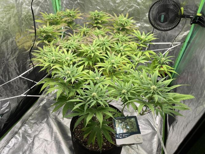 VELVET MOON, Green House. Week 10 - D.076