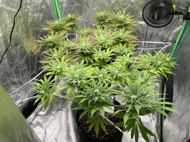 VELVET MOON, Green House. Week 10 - D.077