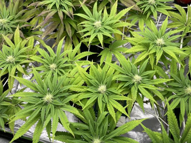 VELVET MOON, Green House. Week 10 - D.077_LIL MOON top view