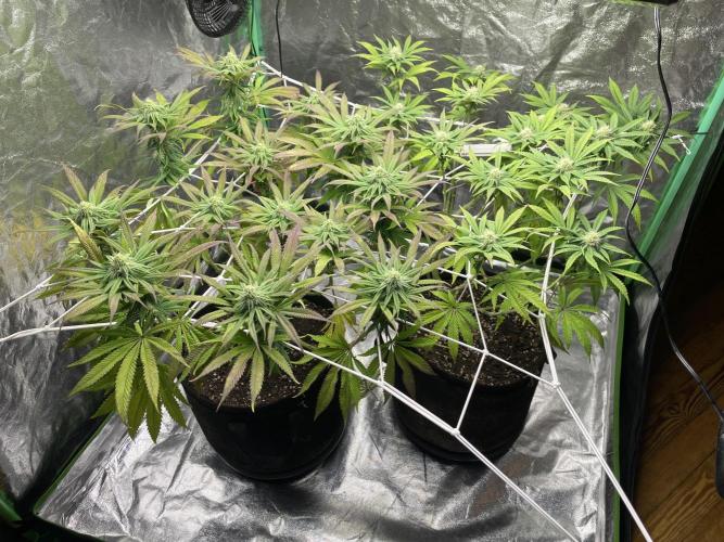 VELVET MOON, Green House. Week 11 - D.079