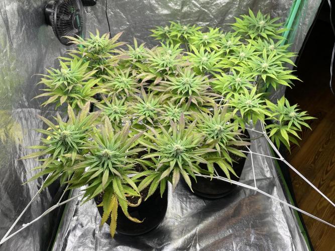 VELVET MOON, Green House. Week 11 - D.081