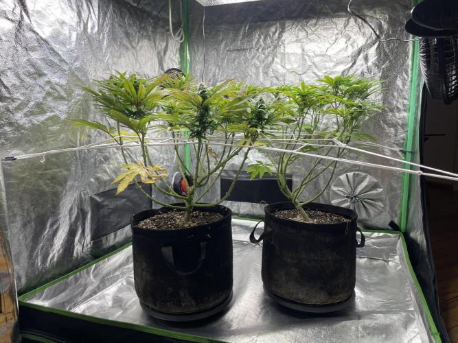 VELVET MOON, Green House. Week 11 - D.078_MOONZ_SIDE VIEW