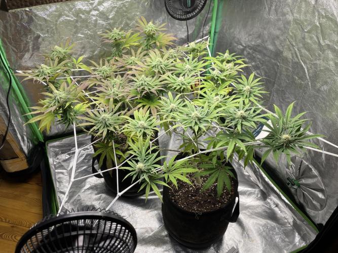 VELVET MOON, Green House. Week 11 - D.082