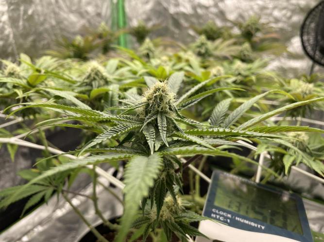 VELVET MOON, Green House. Week 11 - D.083_